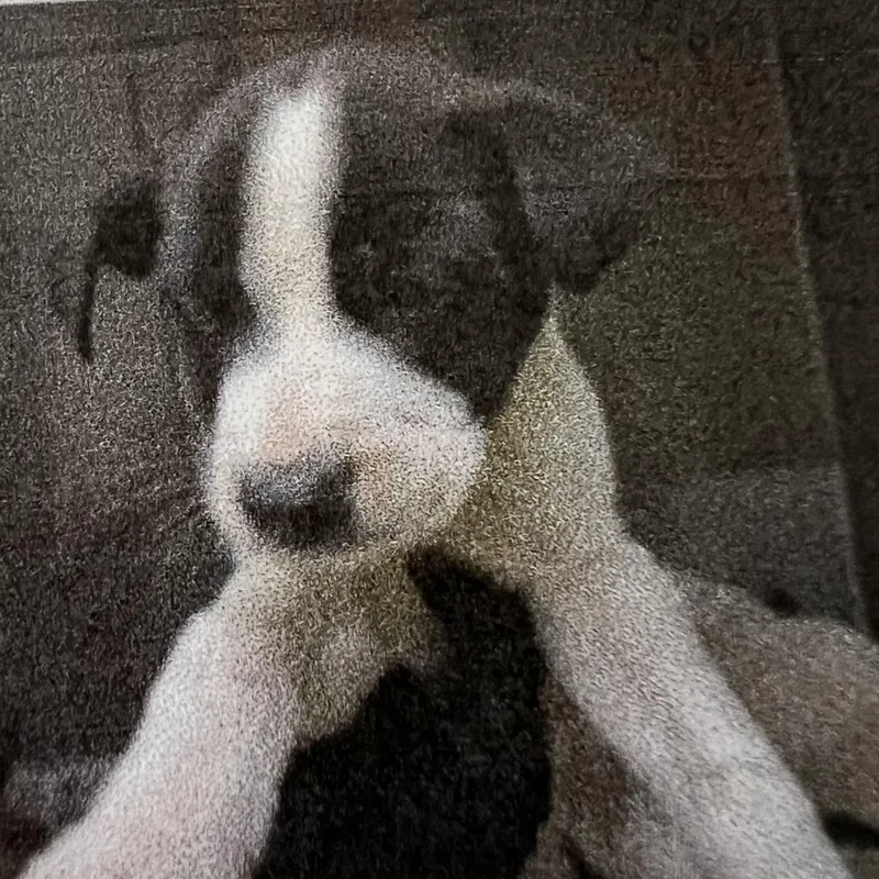 A baby medium-sized female Black Mixed Breed dog named Pinky for adoption in New Windsor, NY