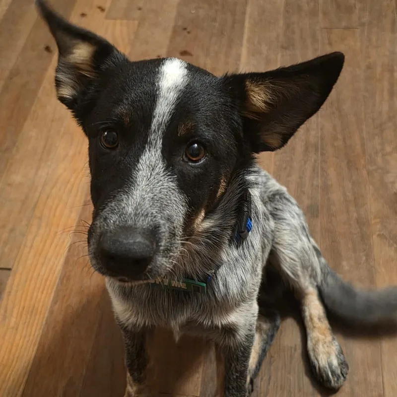A baby medium-sized male Australian Cattle Dog / Blue Heeler dog named Achilis for adoption in Phoenix, AZ