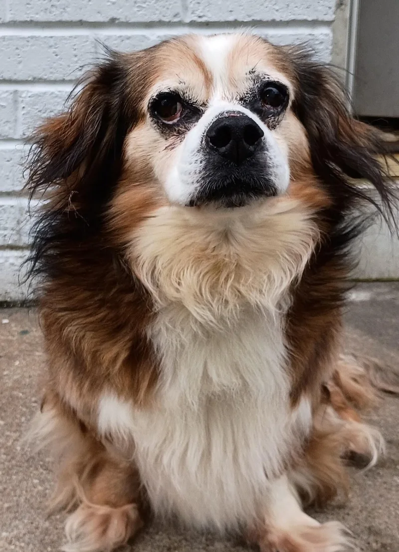 A senior medium-sized male Tricolor (Brown, Black, & White) Basset Hound dog named Rex for adoption in Powder Springs, GA
