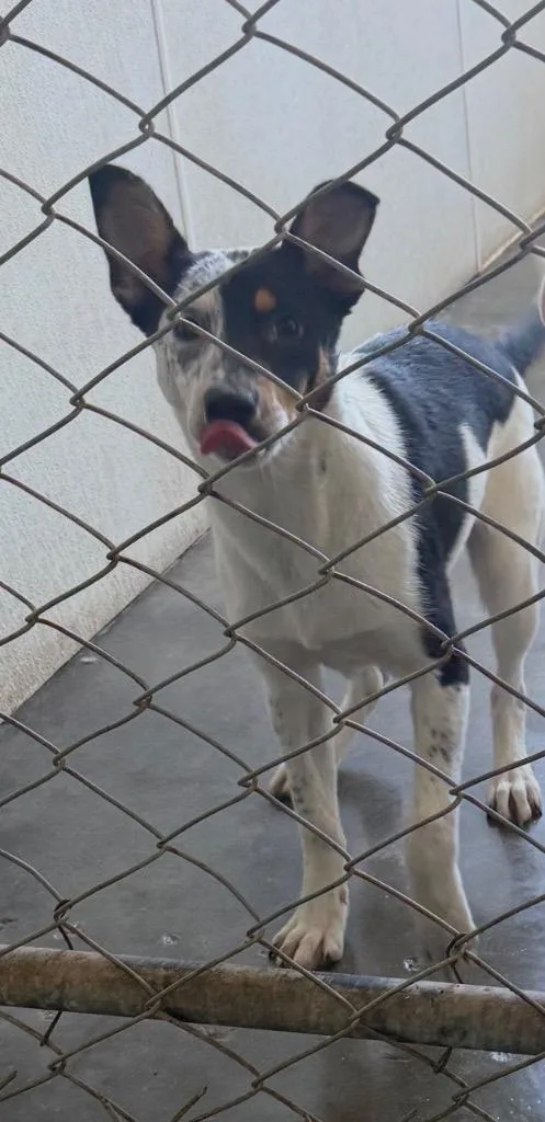 A baby large-sized female Mixed Breed dog named Wumba for adoption in Thousand Oaks, CA