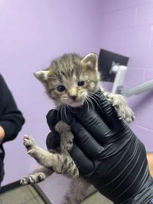 A baby small-sized female Domestic Short Hair cat named 61779297 for adoption in El Paso, TX