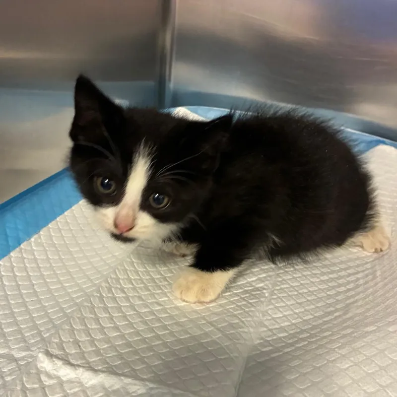 A baby small-sized male Domestic Short Hair cat named Eight for adoption in Greensboro, NC