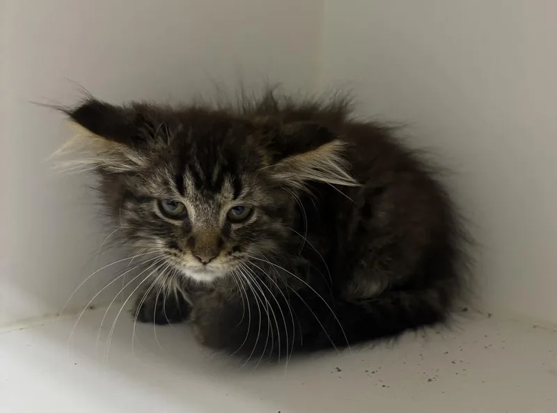 A baby small-sized female Brown / Chocolate Domestic Medium Hair cat named Trudy for adoption in Rochester, IN
