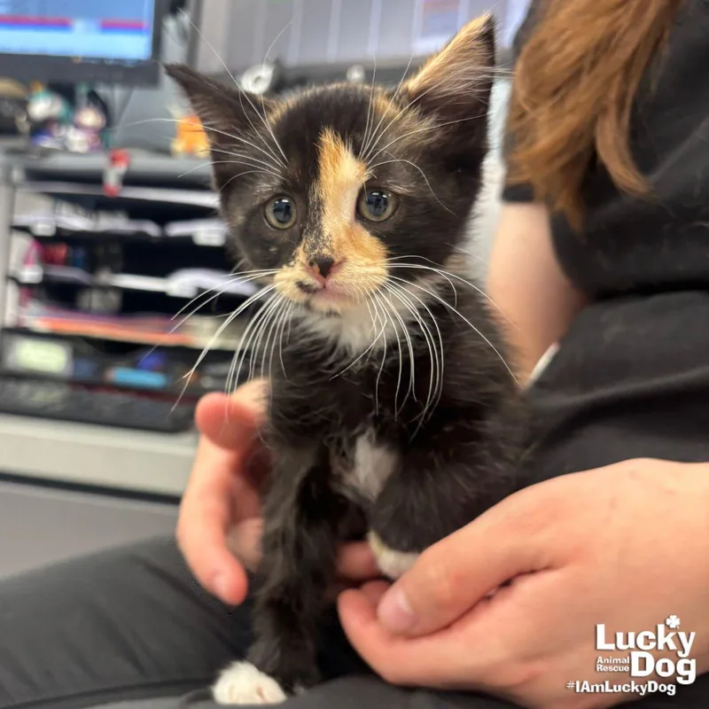 A baby medium-sized female Domestic Short Hair cat named Trinket for adoption in Washington, DC