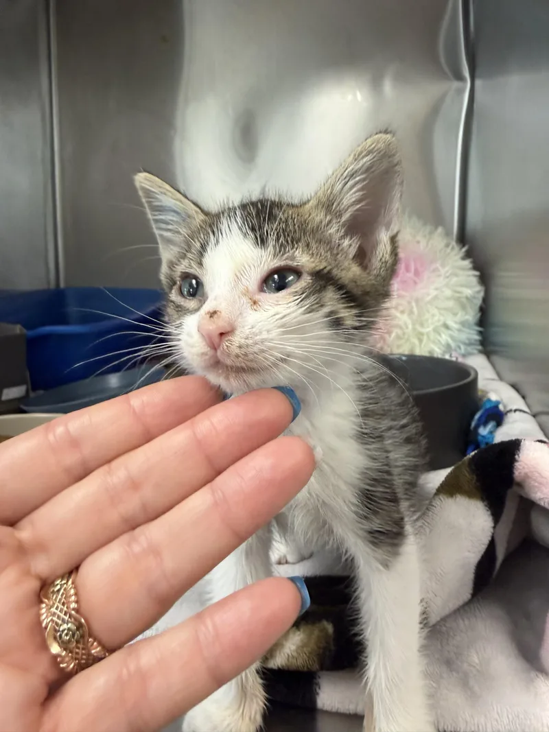 A baby small-sized female Domestic Short Hair cat named Bessie for adoption in Honolulu, HI
