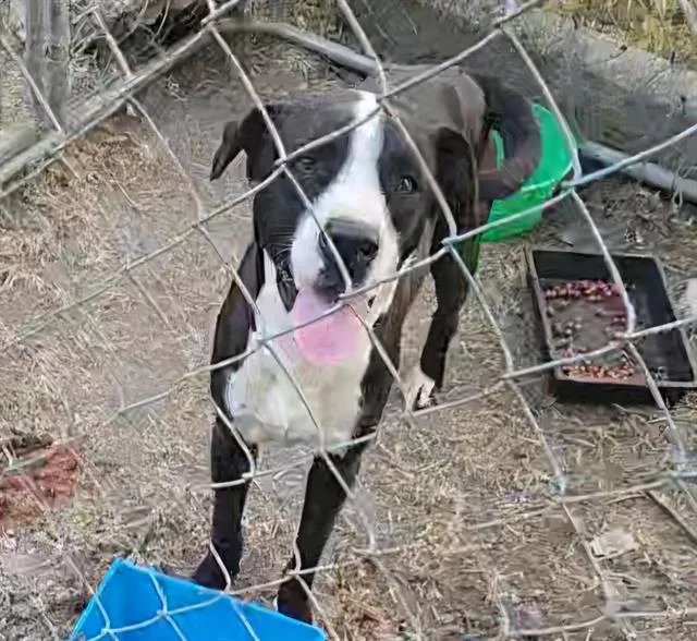 An adult large-sized male American Staffordshire Terrier dog named Rex for adoption in San Antonio, TX