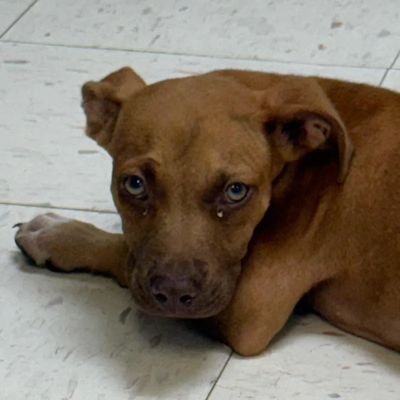 A baby medium-sized male Red / Chestnut / Orange Mixed Breed dog named Billy Ray for adoption in Jacksonville, AR