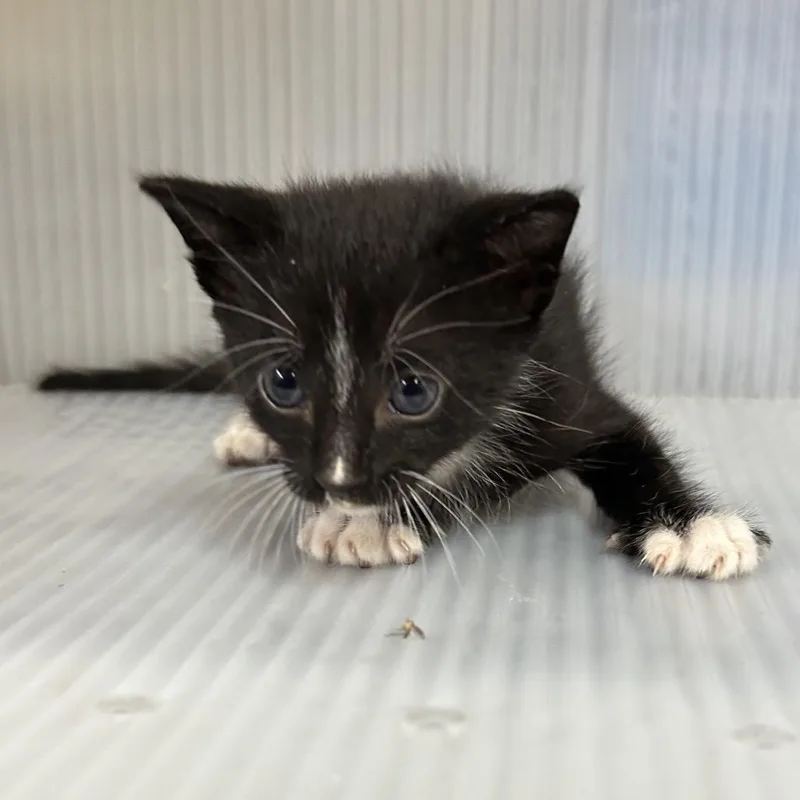 A baby small-sized male Black Domestic Short Hair cat named Hamlett for adoption in Pauls Valley, OK