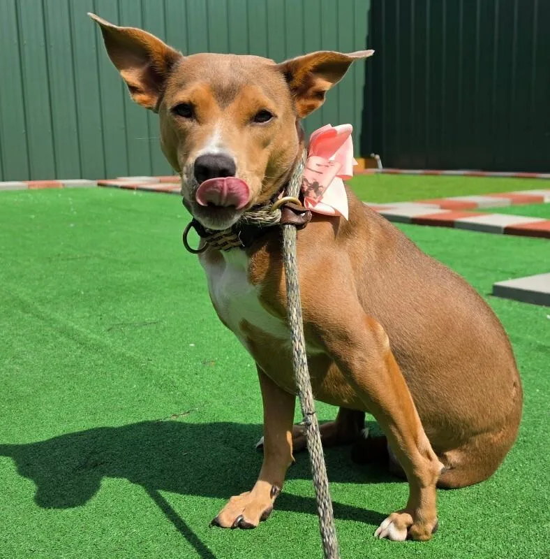 A young medium-sized female Pit Bull Terrier dog named Angel for adoption in Roanoke, VA
