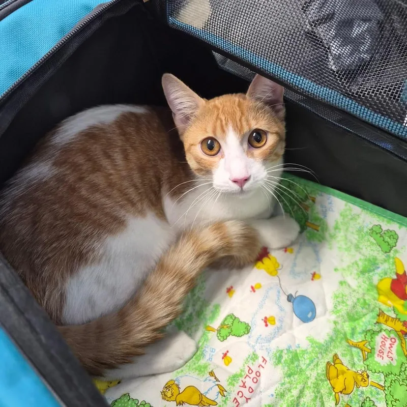A baby medium-sized male Orange / Red Domestic Short Hair cat named Roki for adoption in Wahiawa, HI