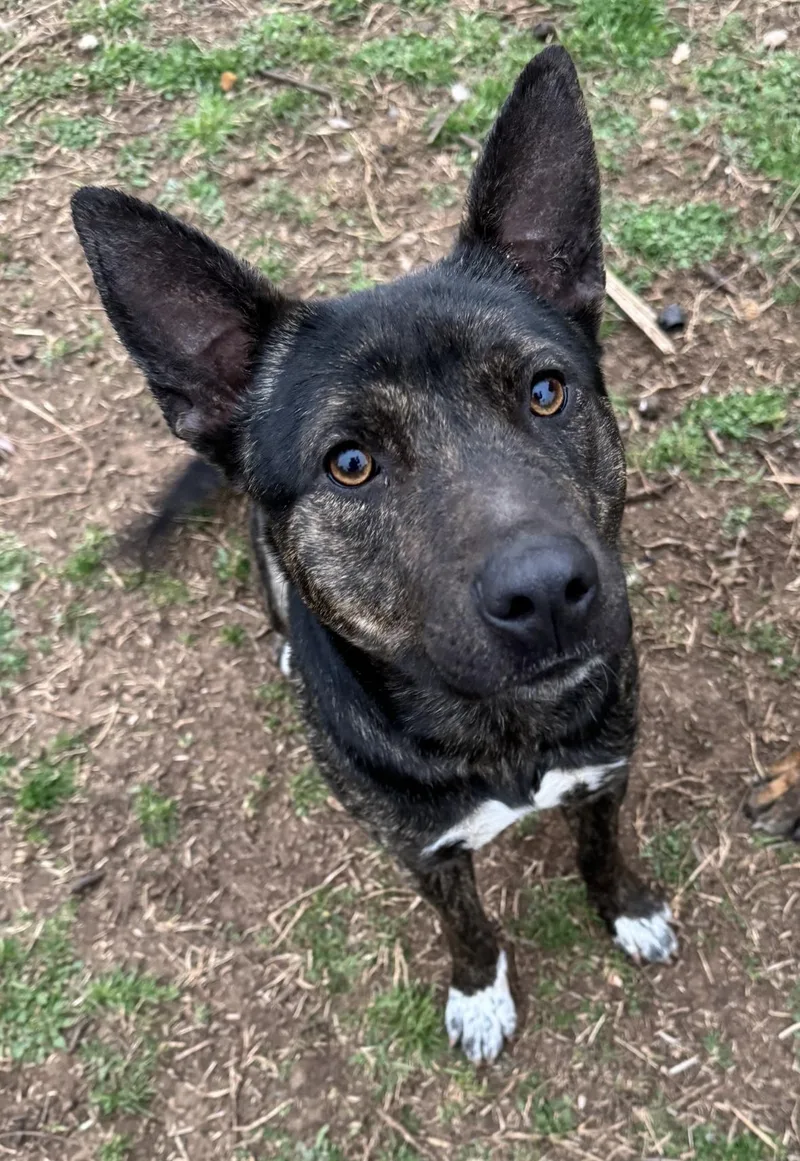 An adult medium-sized female Australian Cattle Dog / Blue Heeler dog named Suki for adoption in Cushing, OK