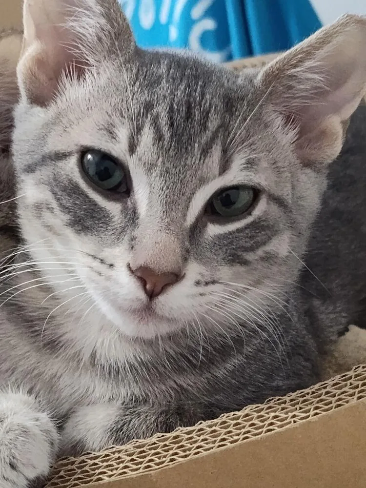 A baby small-sized male Domestic Short Hair cat named Timmy for adoption in Panama City Beach, FL