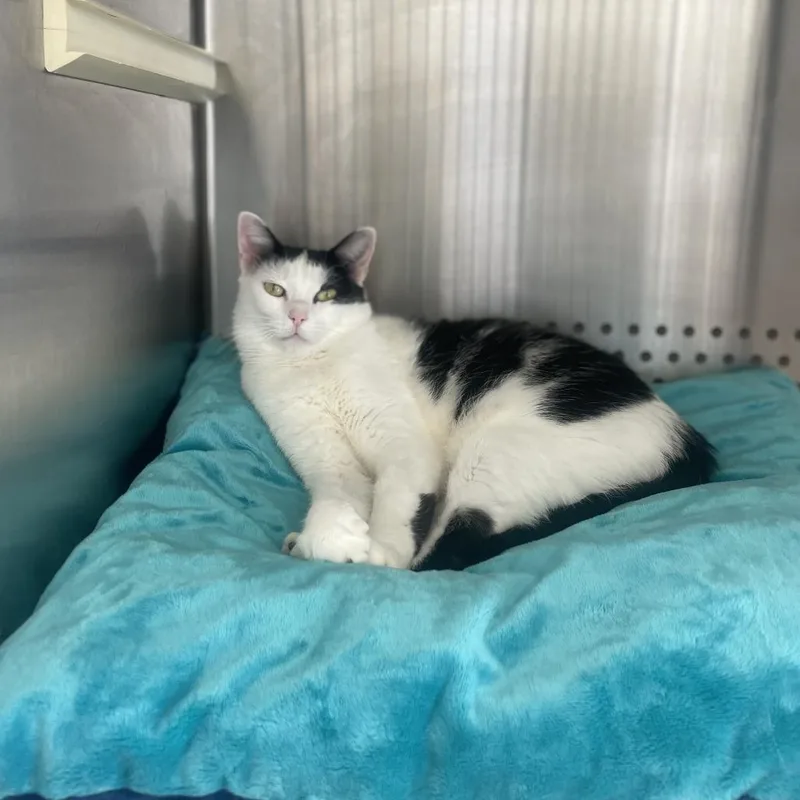 An adult medium-sized female White Domestic Short Hair cat named Zeva for adoption in Roanoke, VA