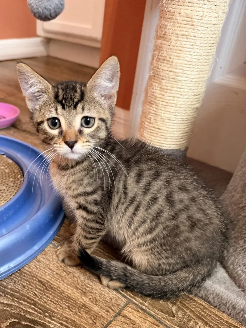 A baby medium-sized male Domestic Short Hair cat named Toulouse for adoption in Orlando, FL
