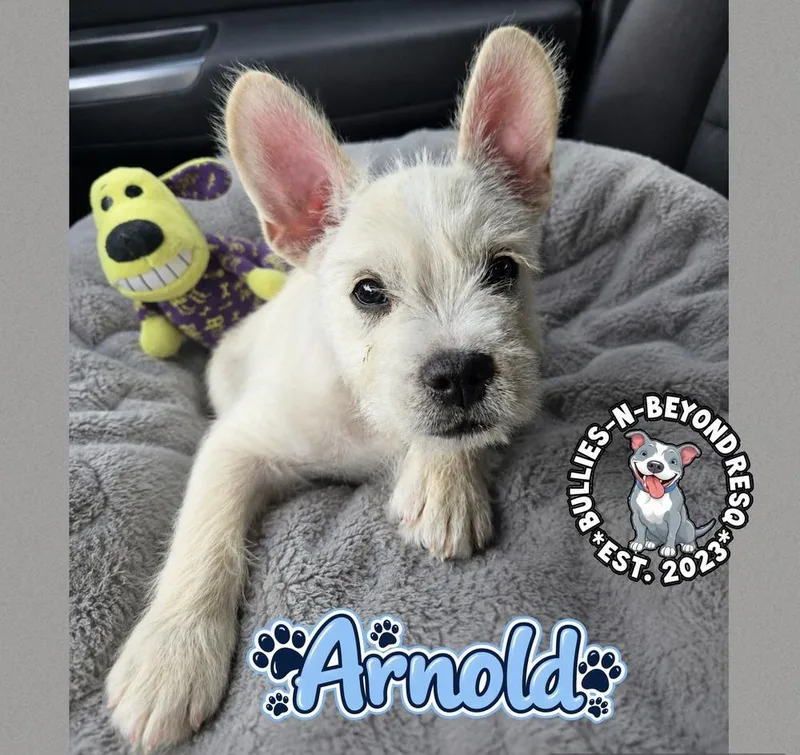 Arnold thumbnail 3