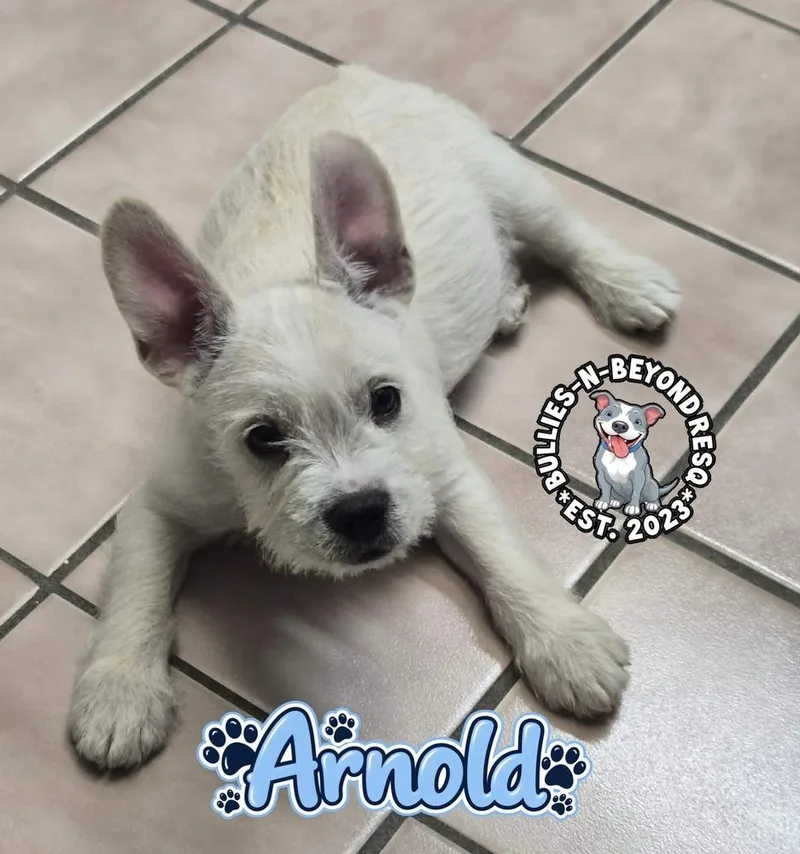 Arnold thumbnail 4