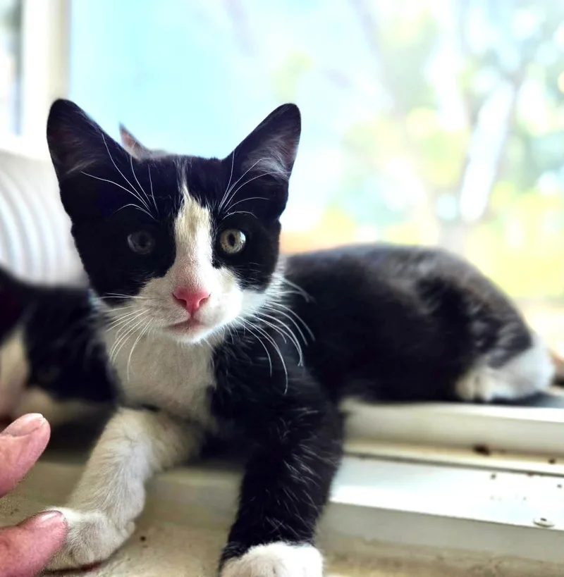 A baby medium-sized male Black & White / Tuxedo Domestic Short Hair cat named Ringo for adoption in Tehachapi, CA