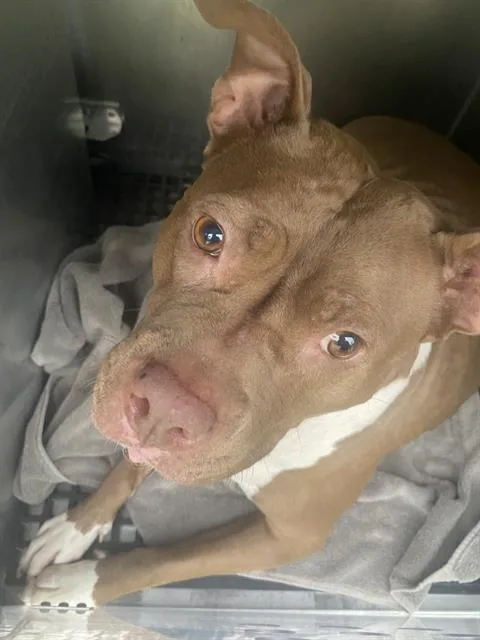 A young large-sized female Pit Bull Terrier dog named Maisy for adoption in Dallas, TX