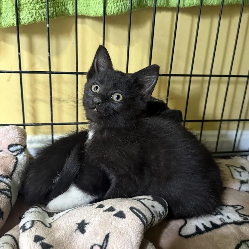 A baby small-sized male Black Domestic Medium Hair cat named Snickers Bowers for adoption in Woodstock, VA
