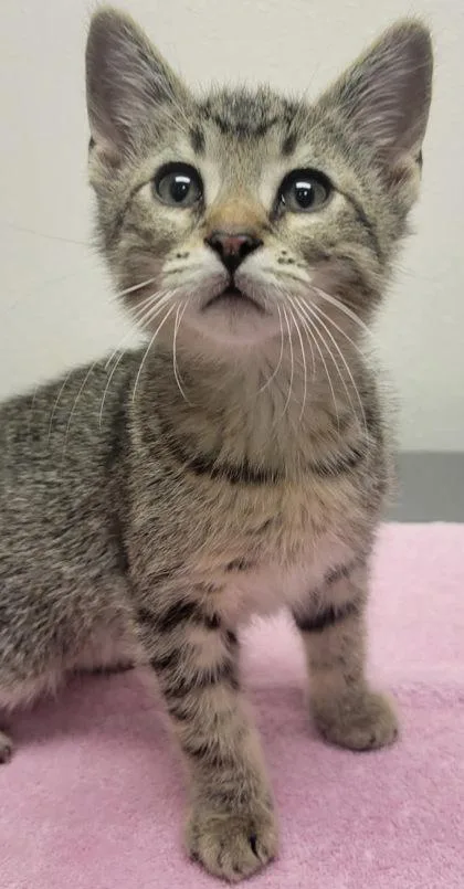 A baby small-sized male Domestic Short Hair cat named Joe for adoption in Eugene, OR