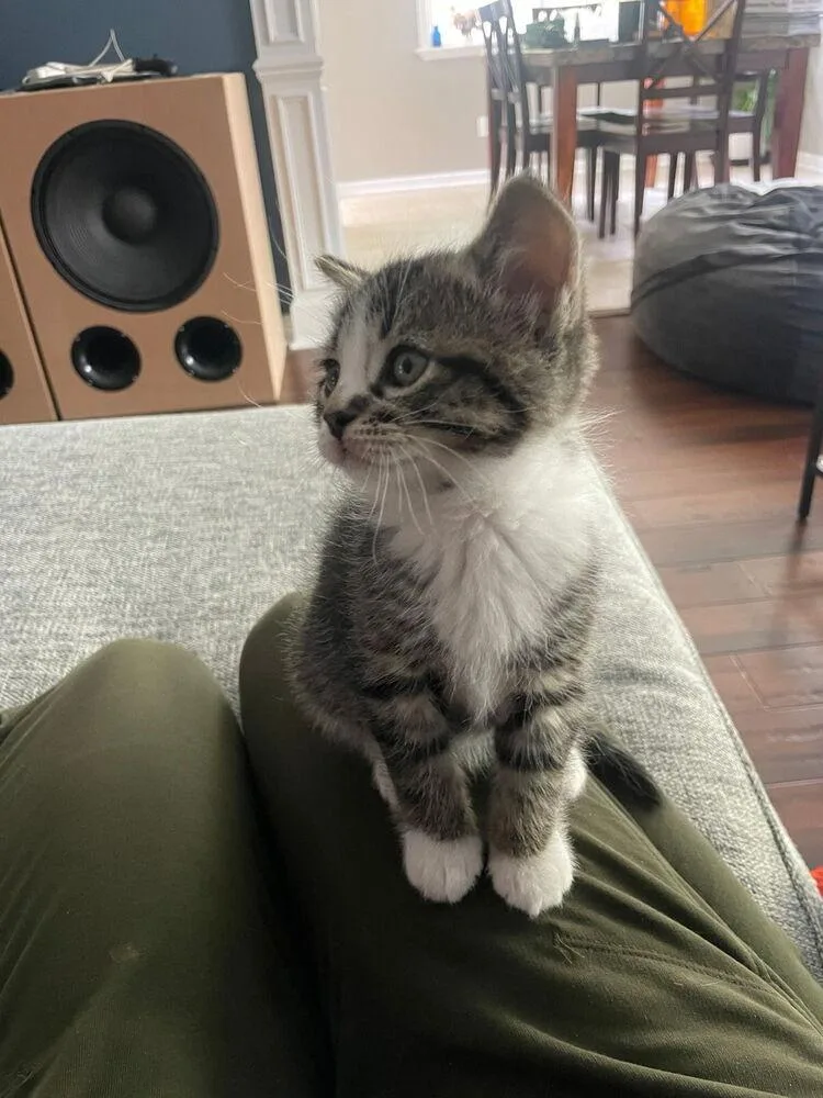 A baby small-sized male Domestic Short Hair cat named Atticus for adoption in Ferndale, MI