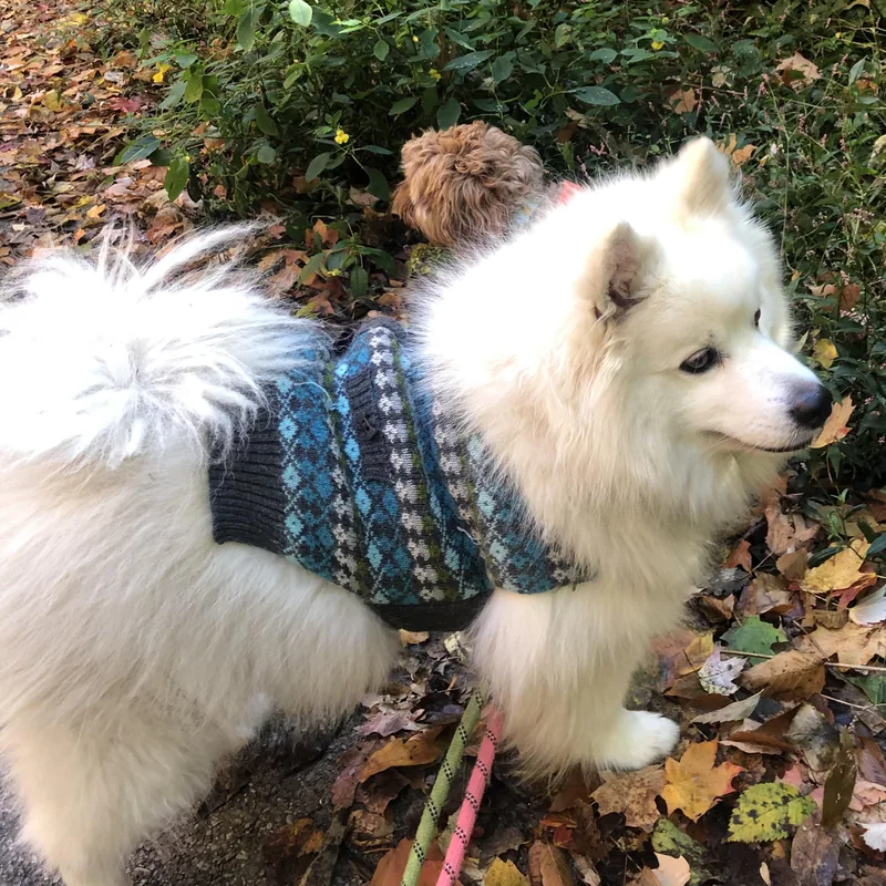 A senior small-sized male American Eskimo Dog dog named Pierogi for adoption in Houston, TX