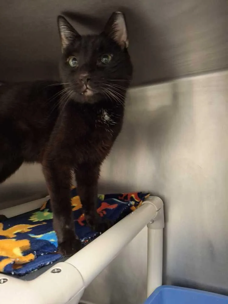 An adult medium-sized male Black Domestic Short Hair cat named Maru for adoption in Bowling Green, OH