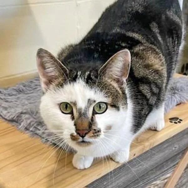 Sparrow  Bonded Buddies