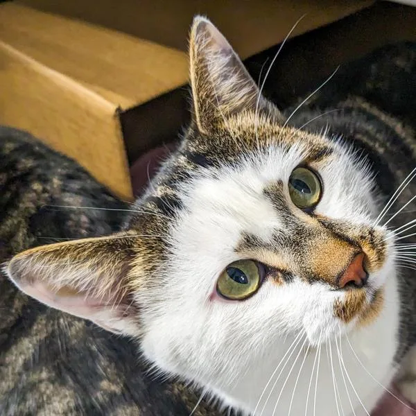 Sparrow  Bonded Buddies thumbnail 3