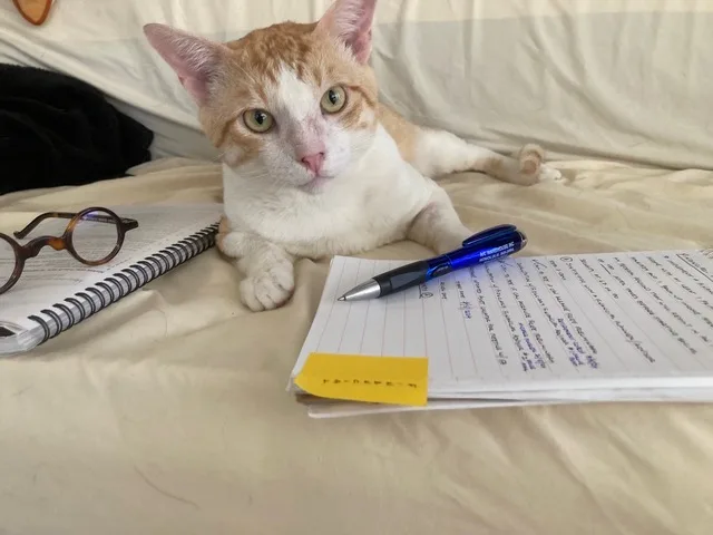 Bumblebee Boy thumbnail 2