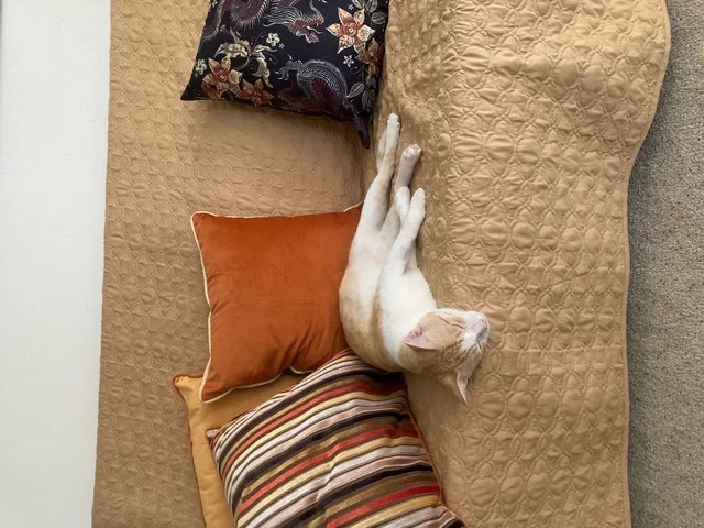 Bumblebee Boy thumbnail 3