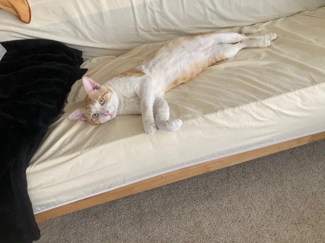 Bumblebee Boy thumbnail 4