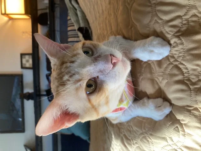 Bumblebee Boy thumbnail 5