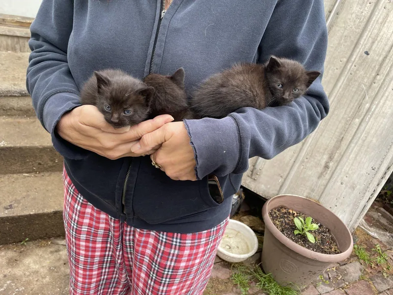 A baby medium-sized male Black Domestic Short Hair cat named Deebo for adoption in Trenton, NJ