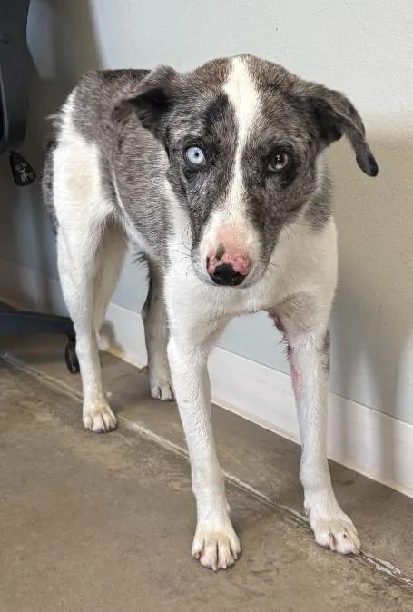 A young medium-sized male White / Cream Australian Shepherd dog named Cinch for adoption in Greeley, CO