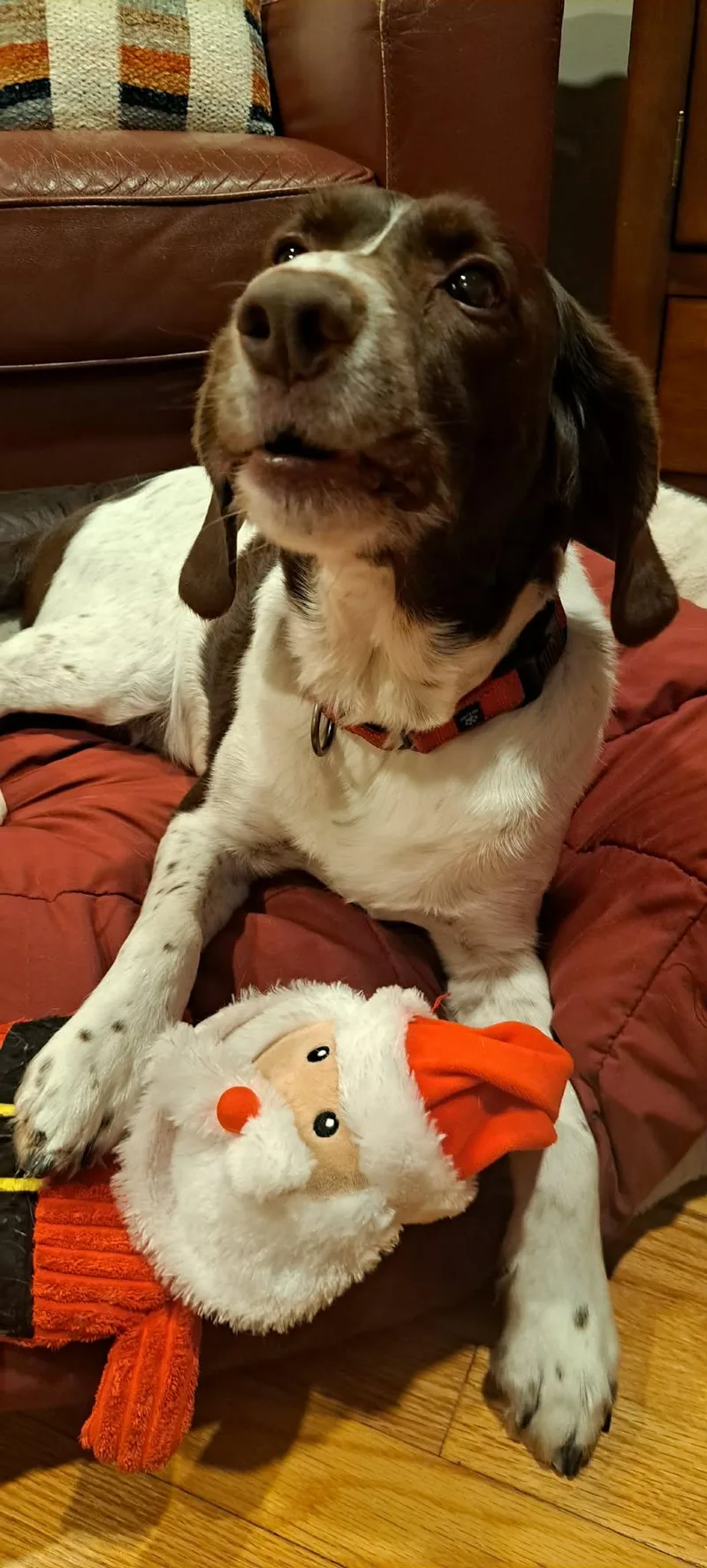 Mibuddy Holly thumbnail 3