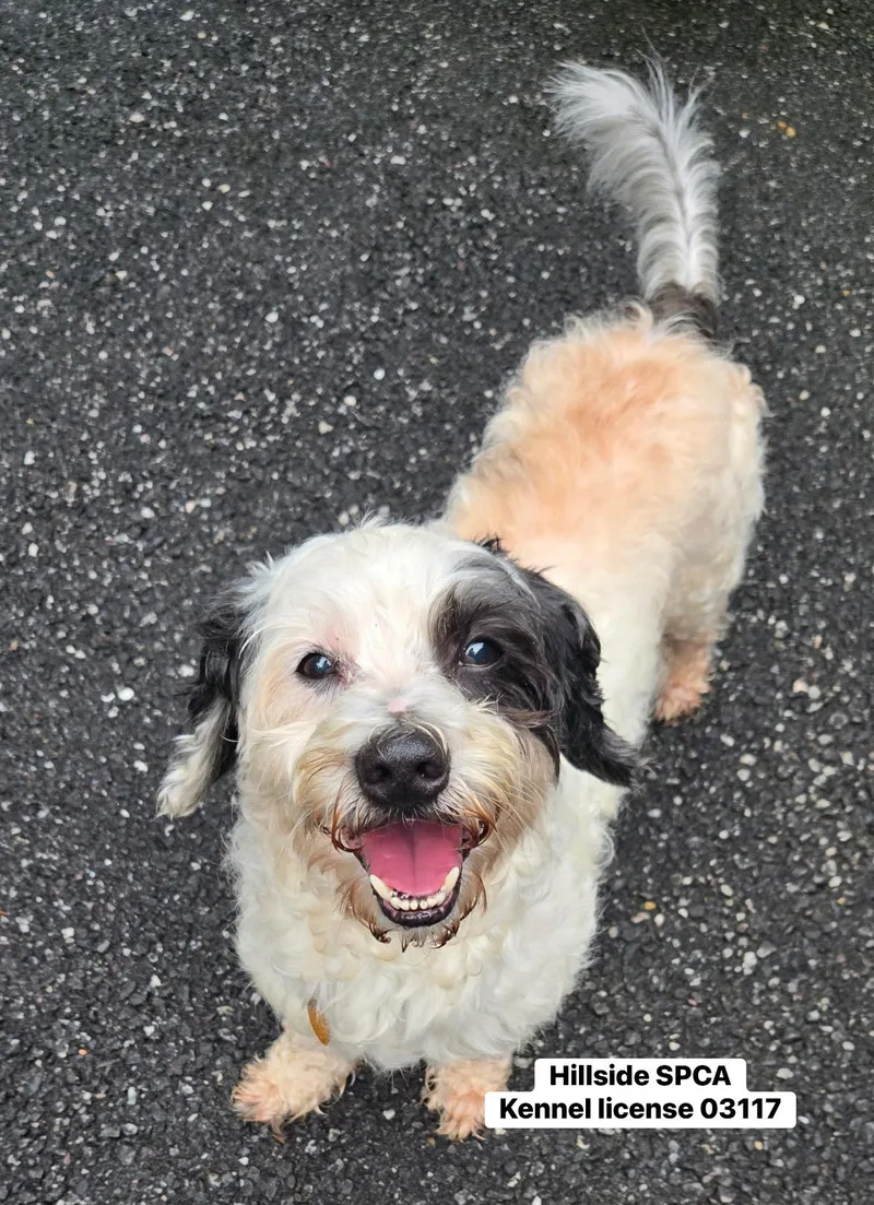A senior small-sized male Black Poodle dog named Toby for adoption in Pottsville, PA