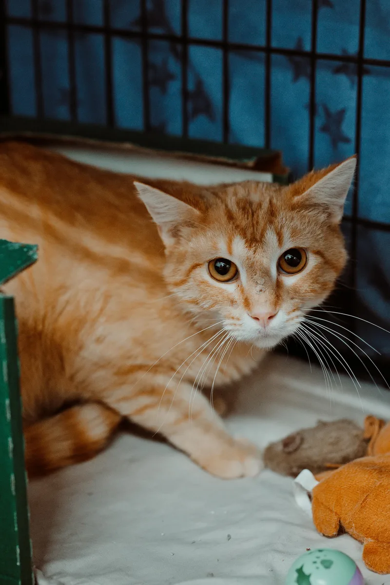 An adult medium-sized male Orange & White Tabby cat named Spaghetti for adoption in Le Mars, IA