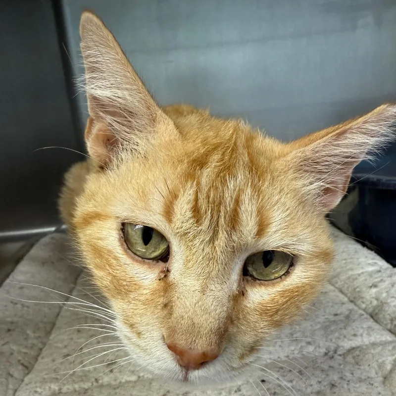 An adult small-sized male Orange / Red Domestic Short Hair cat named Kit Cat for adoption in Casa Grande, AZ