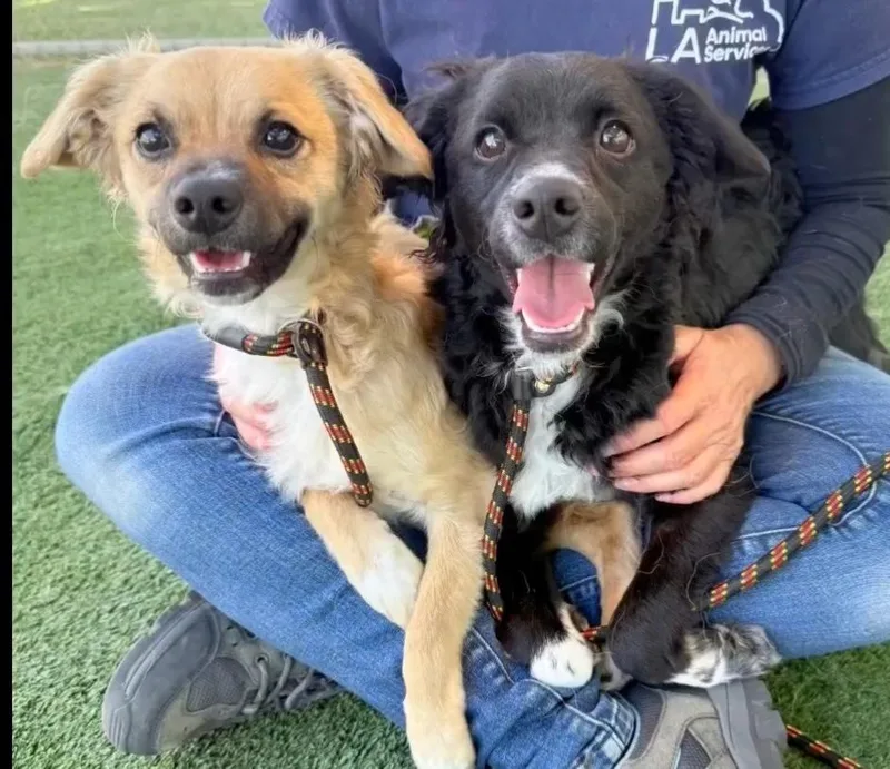 A young small-sized male Black Tibetan Spaniel dog named Tony Bonded Pair for adoption in Canoga Park, CA
