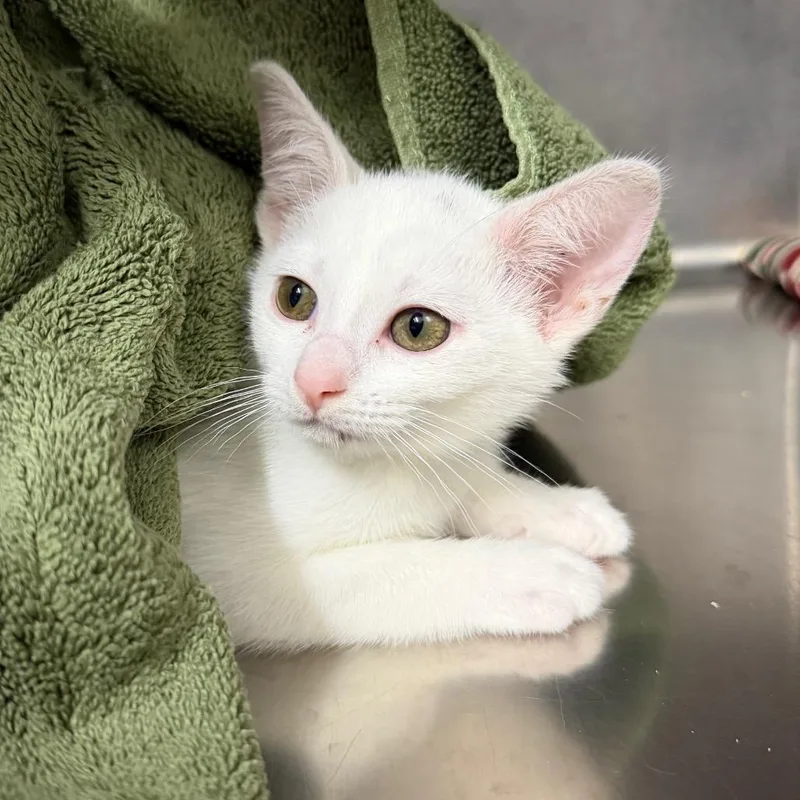 A baby small-sized female White Domestic Short Hair cat named Sindri for adoption in West Olive, MI