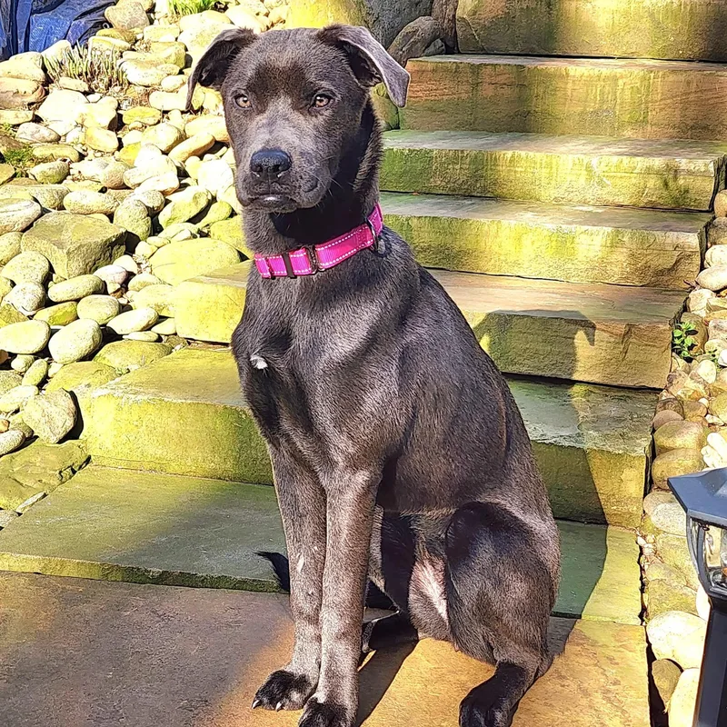 Violetta thumbnail 3