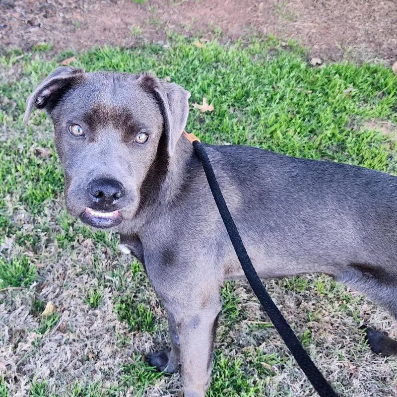 Violetta thumbnail 4