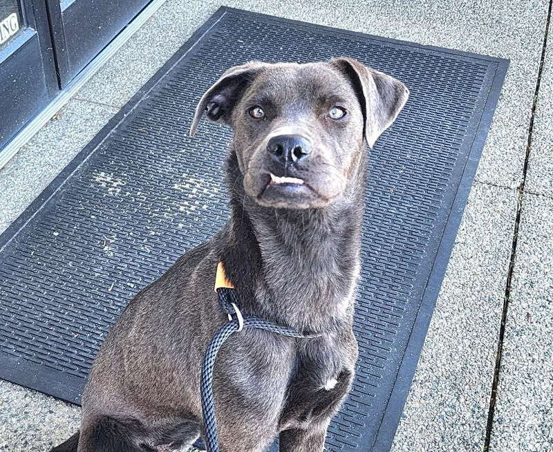 Violetta thumbnail 6