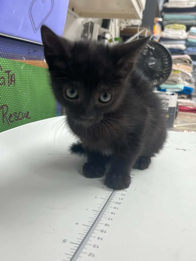 A baby small-sized female Domestic Short Hair cat named Faith for adoption in Lavonia, GA