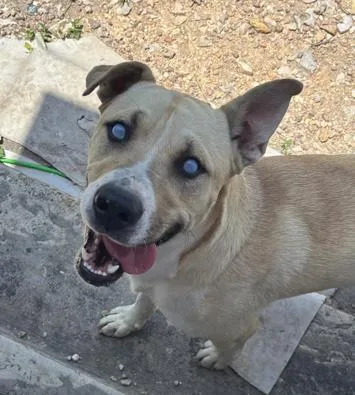 A young medium-sized male American Staffordshire Terrier dog named Tuerto for adoption in San Antonio, TX