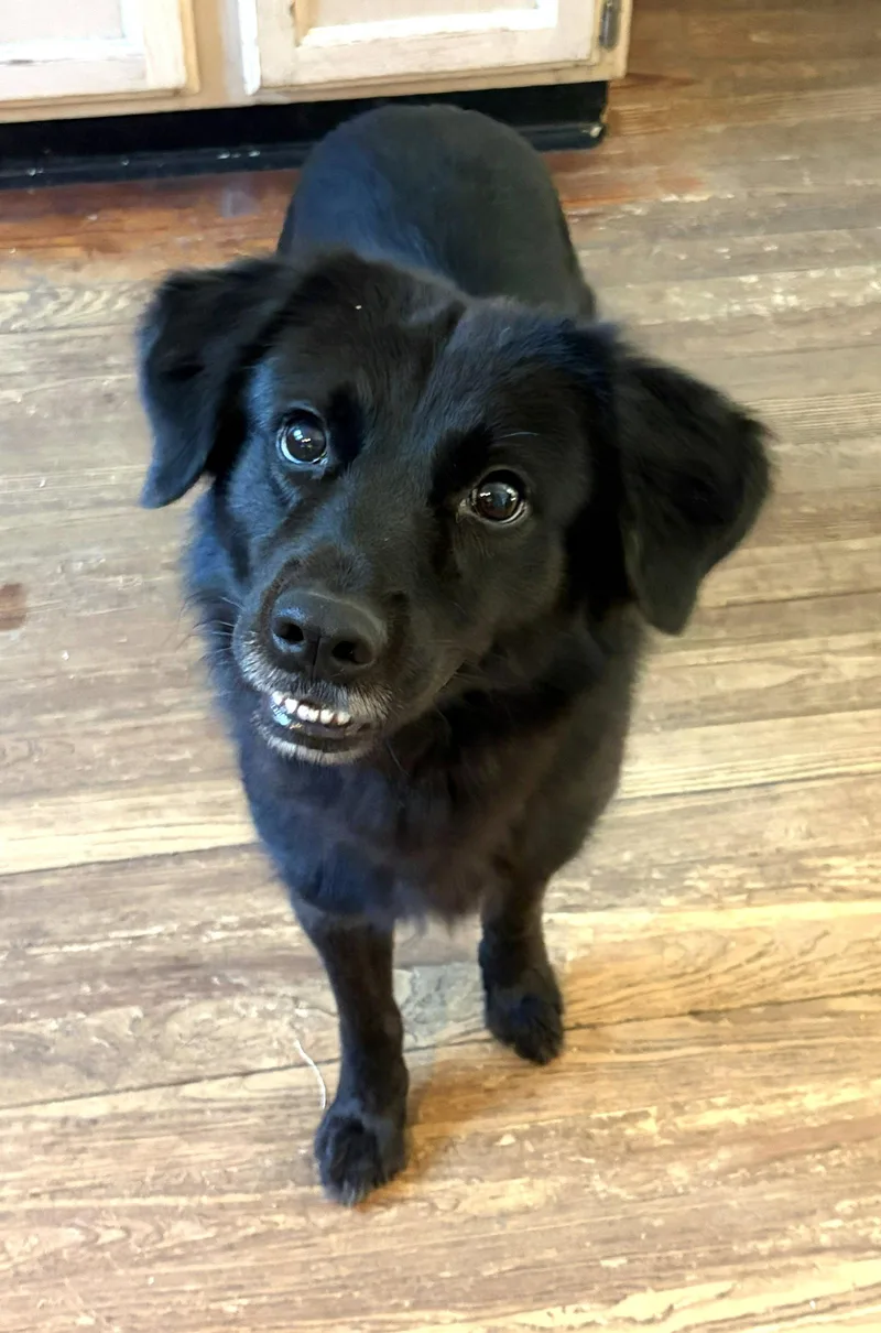 A young medium-sized female Border Collie dog named Tally for adoption in Arlington, VA