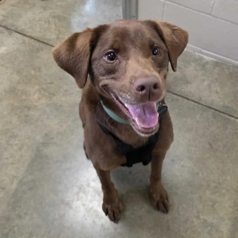 An adult large-sized male Brown / Chocolate Chocolate Labrador Retriever dog named Calvin for adoption in Muncie, IN