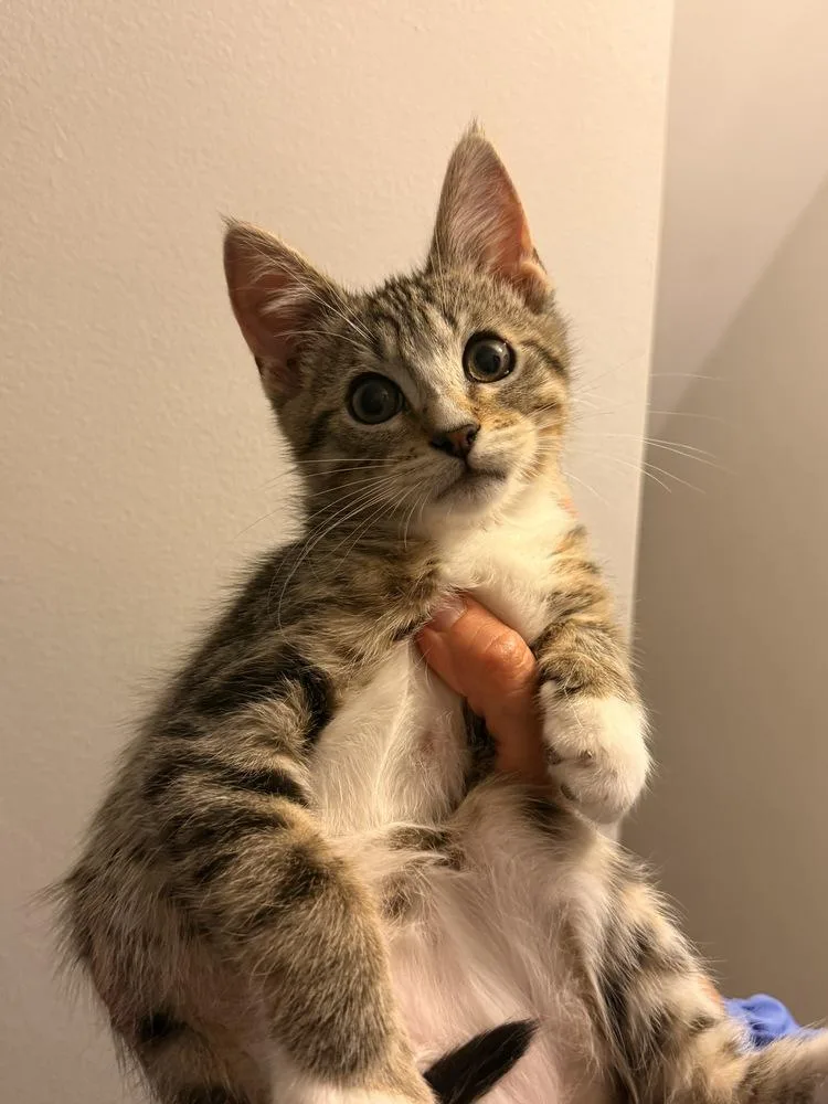 A baby small-sized male Tabby (Brown / Chocolate) Domestic Short Hair cat named Smore for adoption in Wheaton, IL
