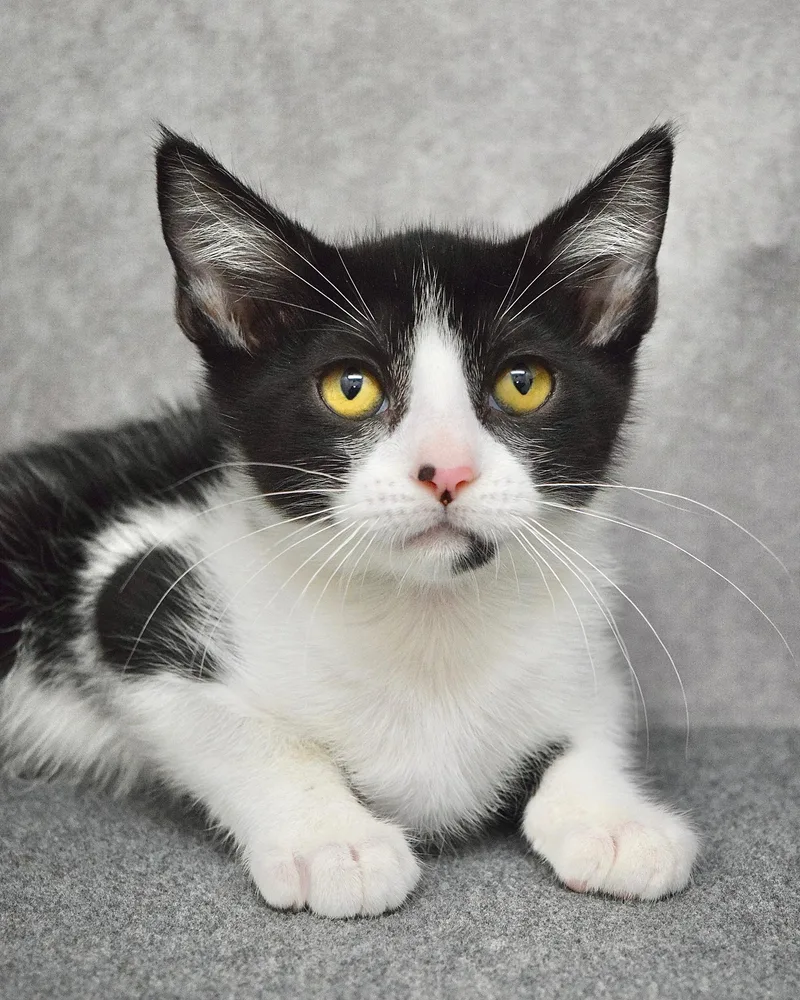 A baby medium-sized male Black & White / Tuxedo Domestic Short Hair cat named X The Owl for adoption in Dublin, CA